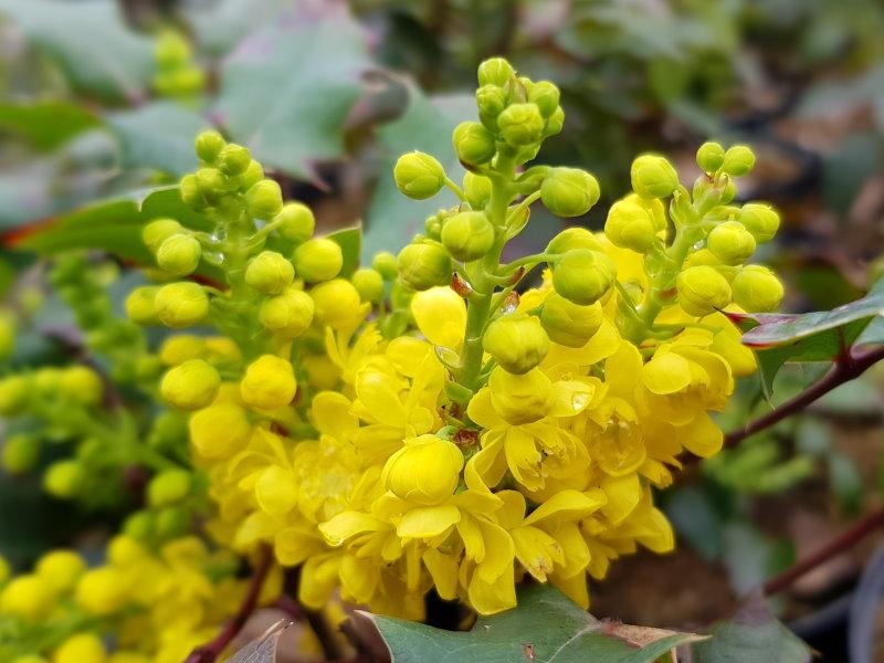 Leuchtende Blüten der Mahonia aquifolium Apollo