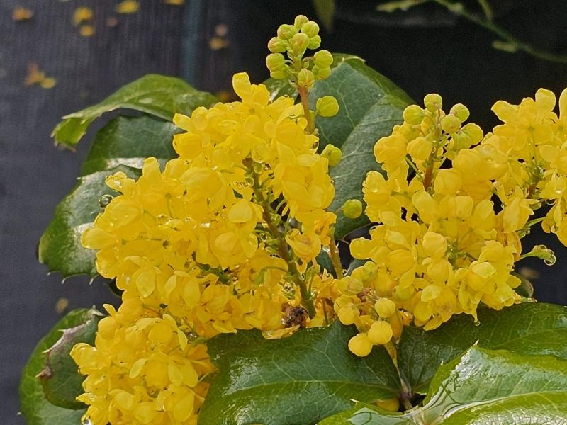 Mahonia aquifolium Smaragd, Mahonia Smaragd