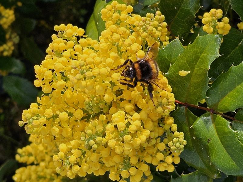 Mahonia aquifolium Smaragd, Mahonia Smaragd