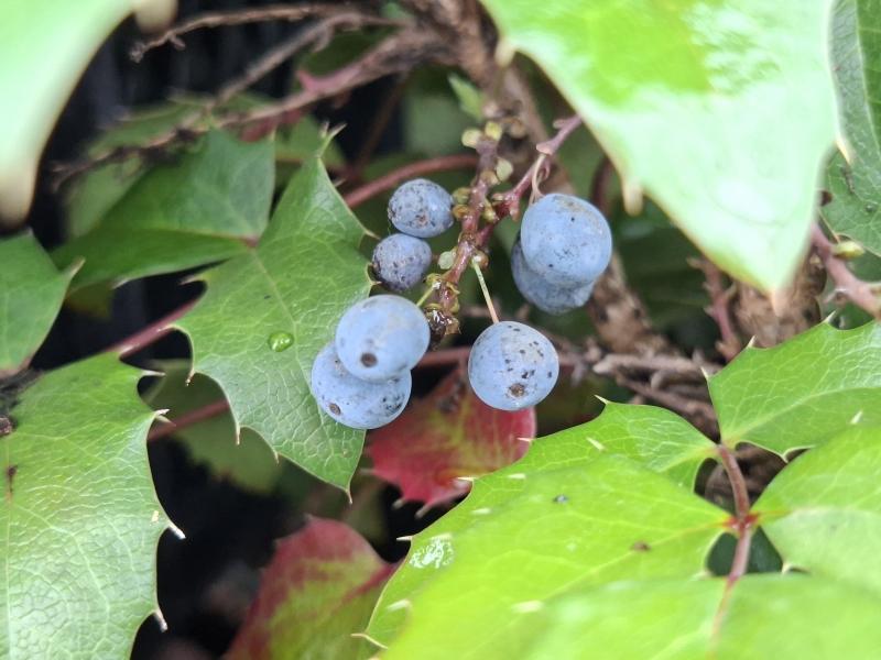 Mahonia aquifolium Smaragd, Mahonia Smaragd