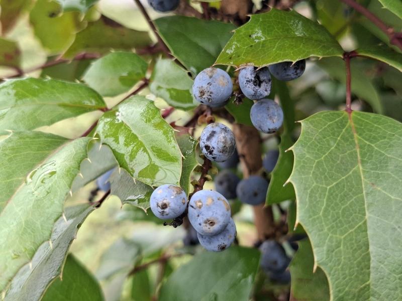 Mahonia aquifolium Smaragd, Mahonia Smaragd
