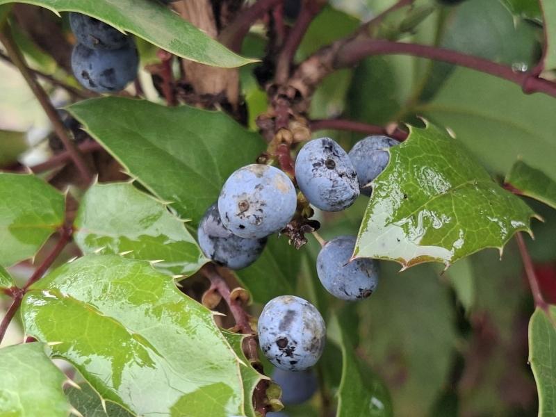 Mahonia aquifolium Smaragd, Mahonia Smaragd