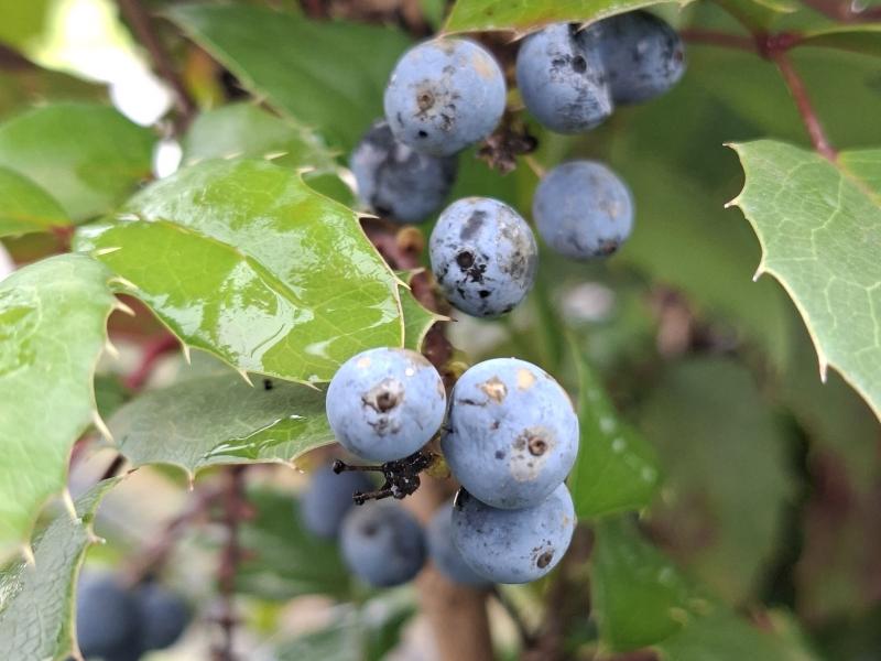 Mahonia aquifolium Smaragd, Mahonia Smaragd