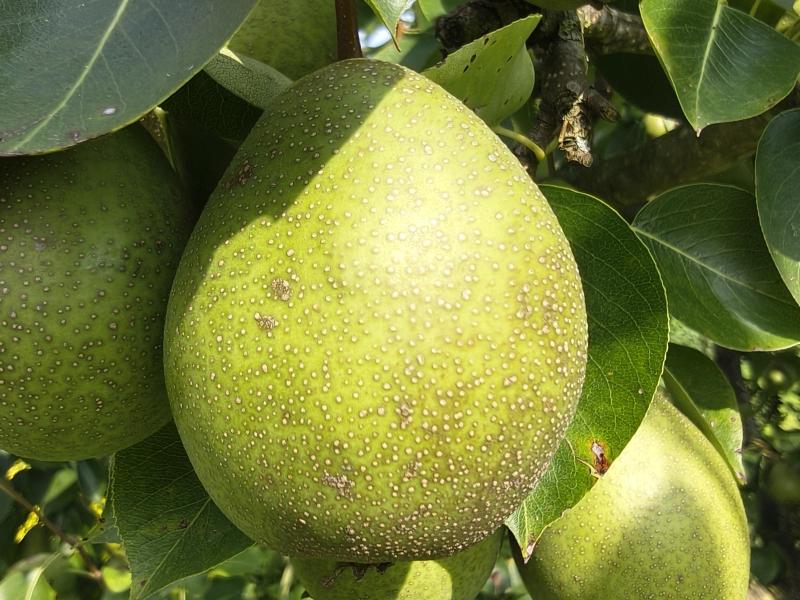 Birnenartige Frucht von Pyrus pyrifolia Maiks Saftige