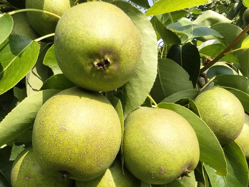Früchte der Nashi-Birne Maiks Saftige