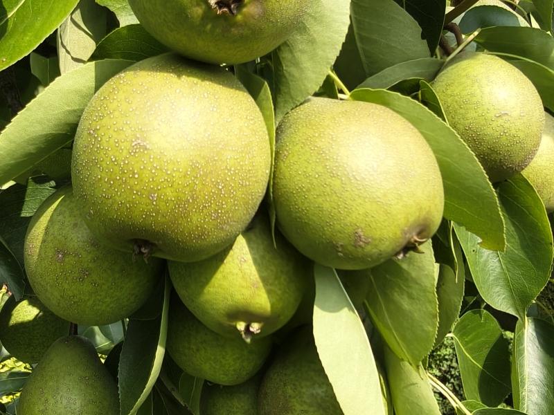 Nashi-Birne Maiks Saftige mit reichem Fruchtbehang