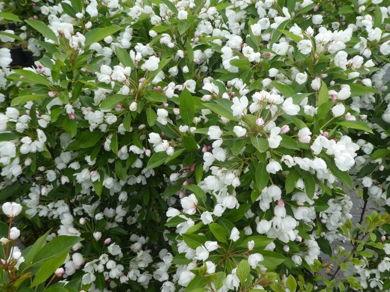 Zierapfel Adirondack mit weißer Blüte