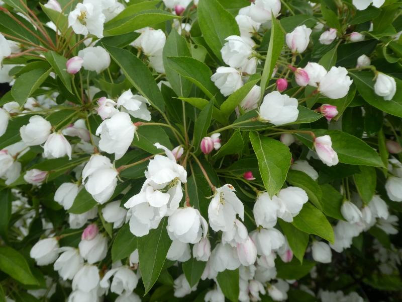 Weiße Blüten des Zierapels Adirondack