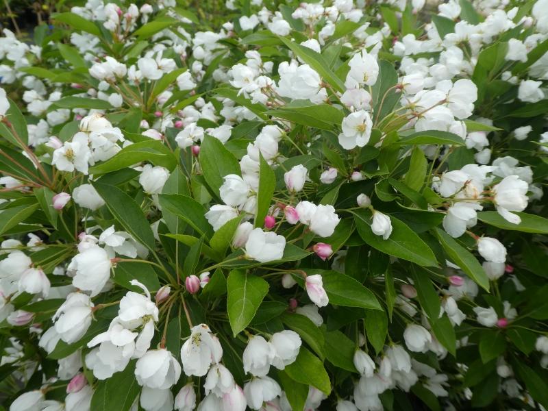 Weiße Blüten und rosa Knospen im April - Zierapfel Adirondack