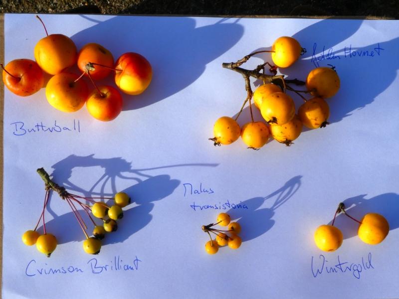 Gelbfruchtige Zieräpfel im Vergleich