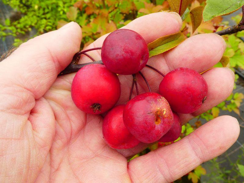 Schöne Früchte beim Zierapfel Nicoline