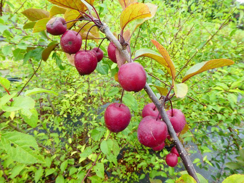 Malus Nicoline mit Früchten