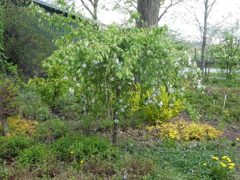 Malus Red Jade