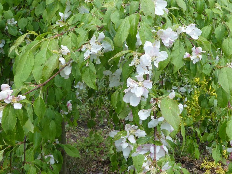 Zierapfel Red Jade mit weißen Blüten