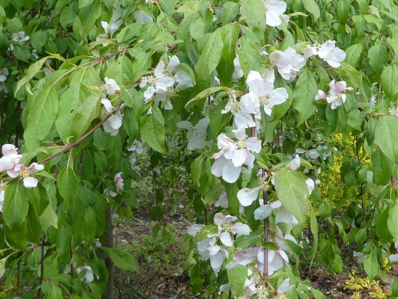 Malus Red Jade