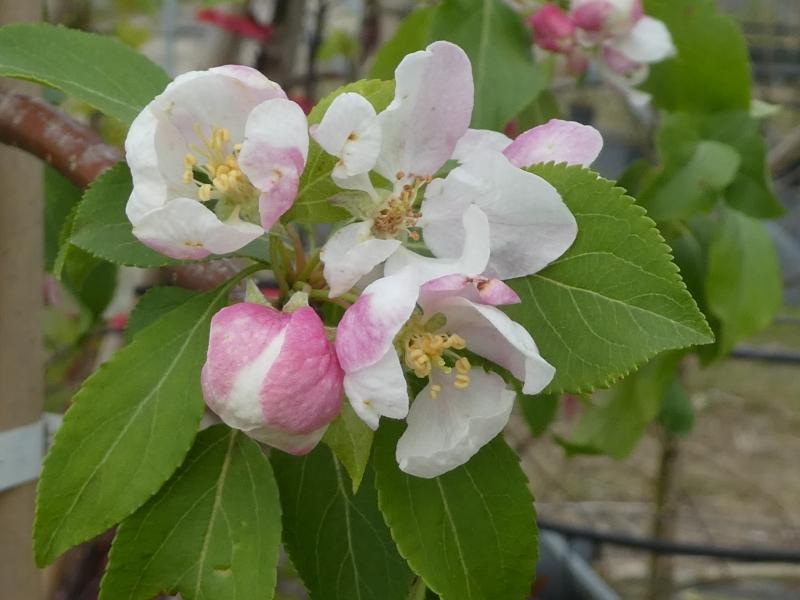 Rosa Knospe und weißrosa Blüten im Aufblühen - der Zierapfel Red Jade