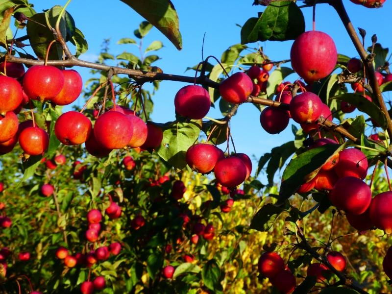 Pflaumenblättriger Zierapfel - hübsche, rote Früchte