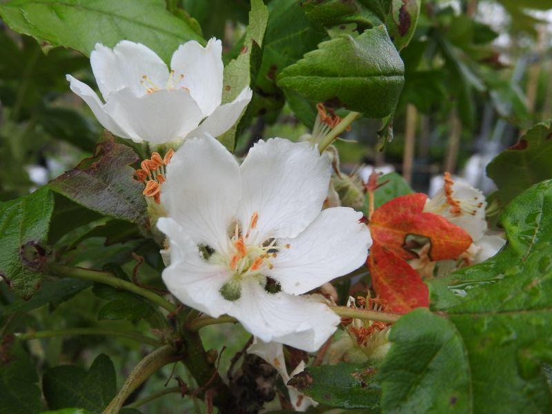 Weiße Blüten des Dreilappigen Zierapfels