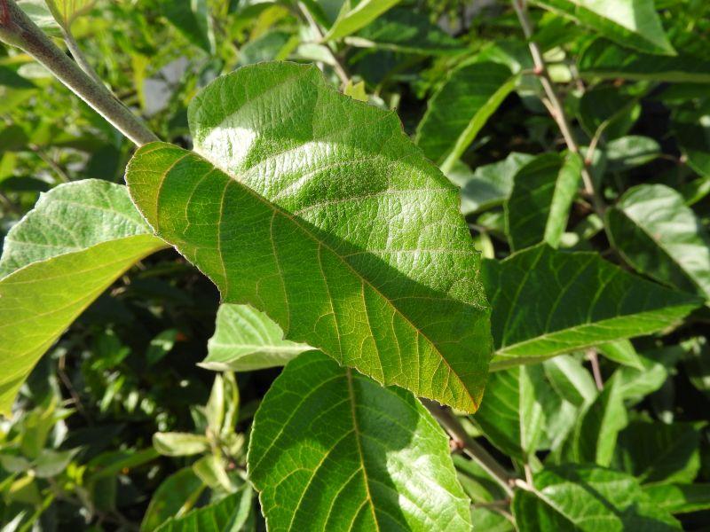 Blattform des Malus tschonoskii