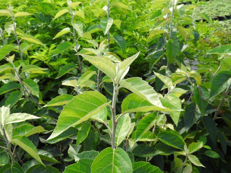 Der Malus tschonoskii mit kräftig grünem Laub