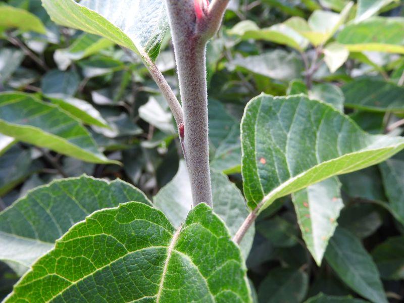Nahansicht der Rinde des Malus tschonoskii