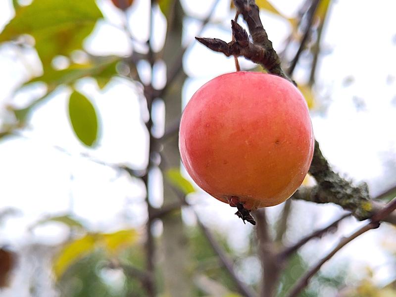 Frucht des Malus sieversii im Oktober