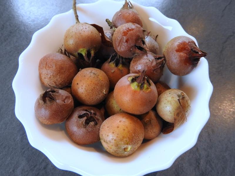 Echte Mispel - reife Früchte