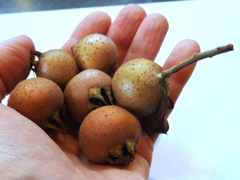 Leckere Früchte von Mespilus germanica