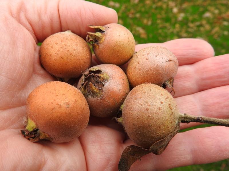 Echte Mispel - braune Früchte