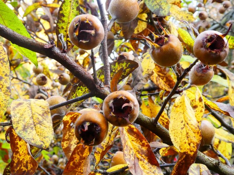 Die Echte Mispel im Herbst