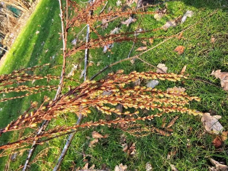 Kinesisk sekvoja, Metasequoia glyptostroboides