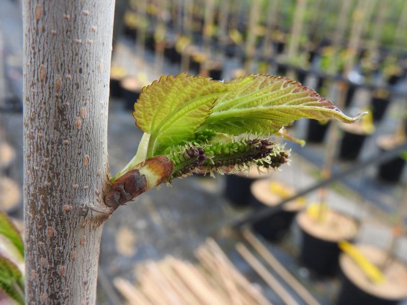 Maulbeere Collier mit frischem Austrieb