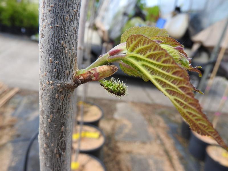 Junges Blatt und Blüte der Maulbeere Collier