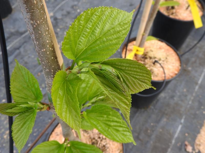 Svart mullbär Shelly, Morus nigra Shelly