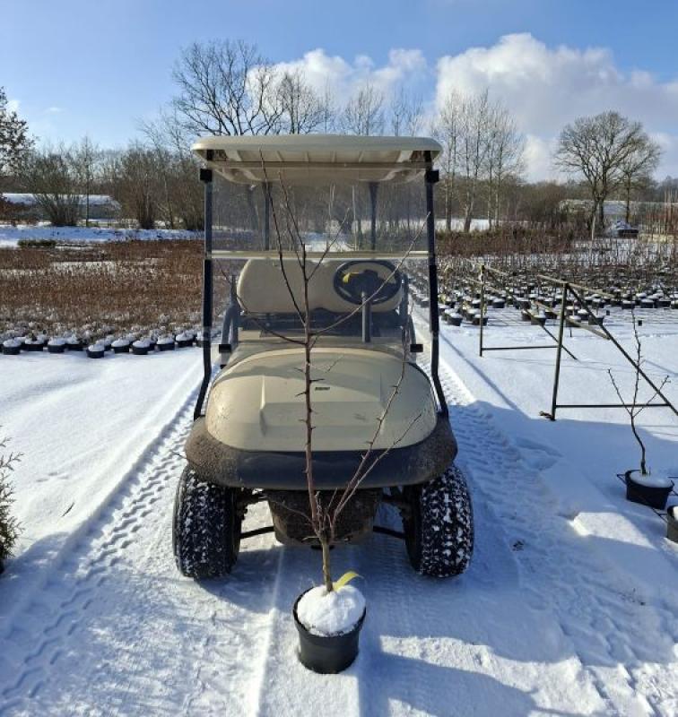 Pyrus pyrifolia Nijisseiki, Nashi-päron Nijisseiki, sandpäron Nijisseiki, asiatisk päron Nijisseiki