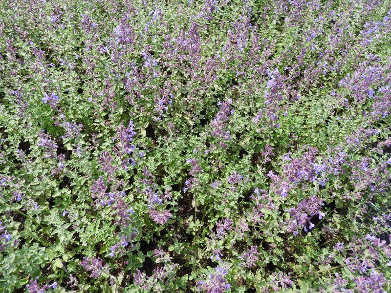 .Nepeta faassenii Walker's Low