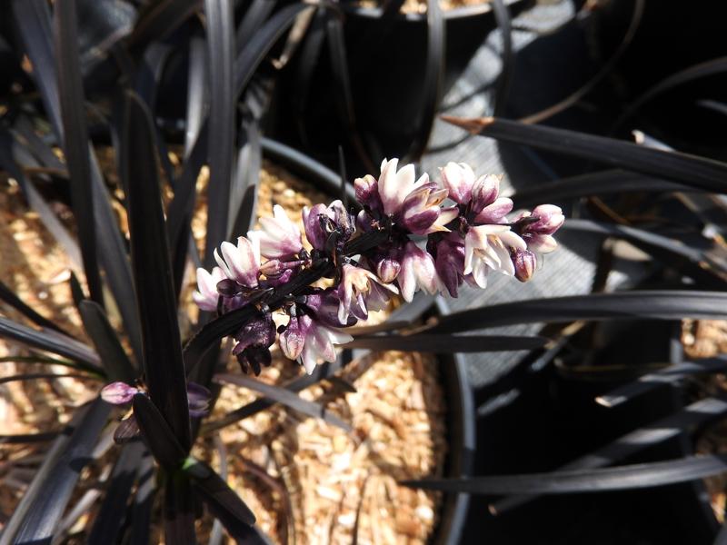 Mörkt ormskägg, Ophiopogon planiscapus Niger