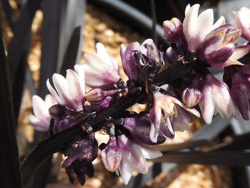 Mörkt ormskägg, Ophiopogon planiscapus Niger