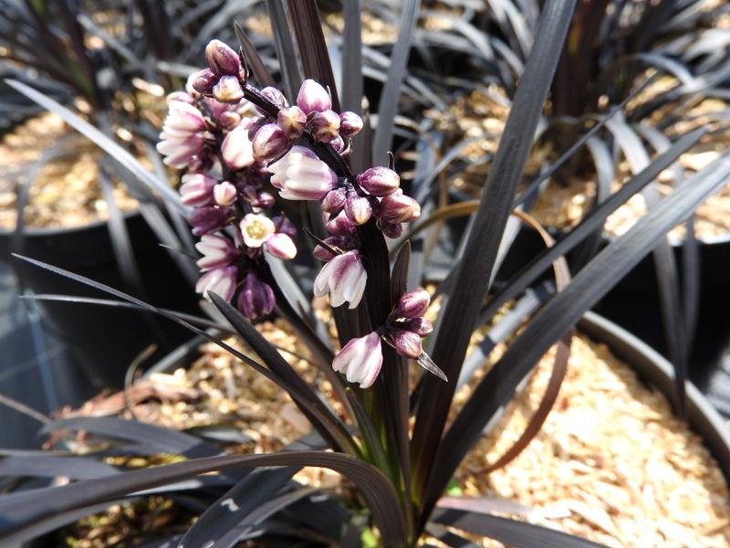 Mörkt ormskägg, Ophiopogon planiscapus Niger