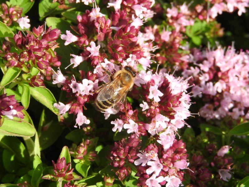 .Origanum vulgare Compactum