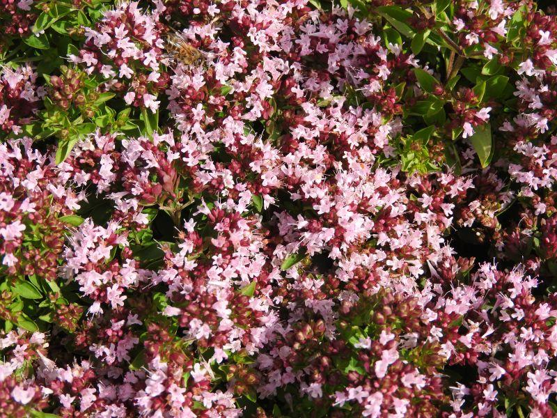 .Origanum vulgare Compactum