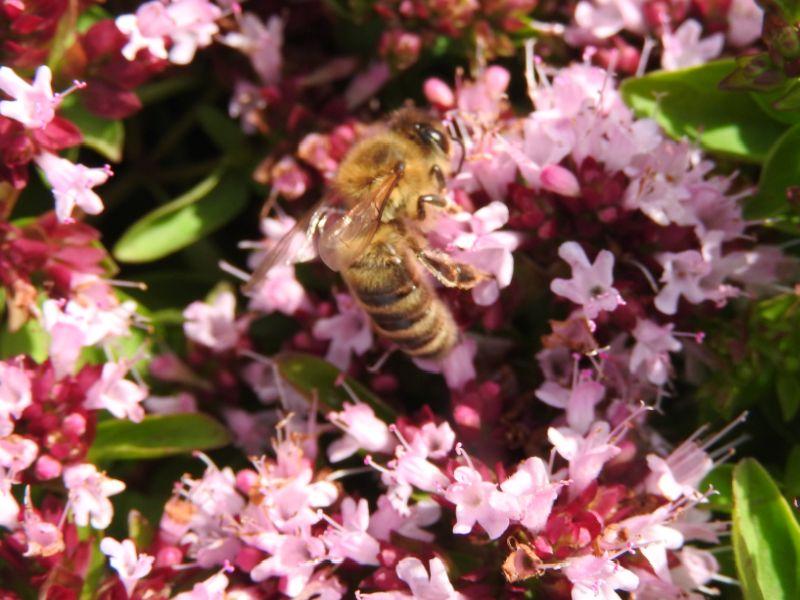 .Origanum vulgare Compactum