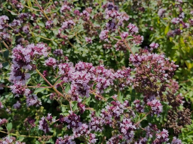 Majoran mit zahlreichen rosa Blüten