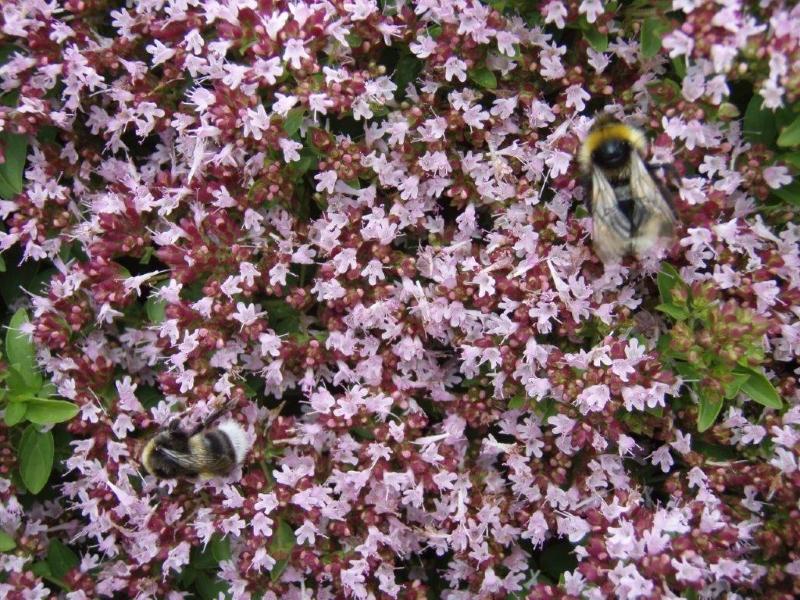 Die rosa Blüten des Polster-Dost sind eine gute Bienenweide.