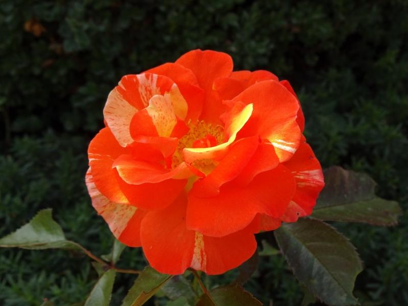 Rosa Papagena ®