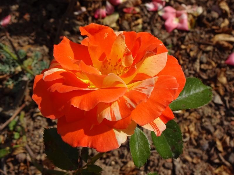 Rosa Papagena ®