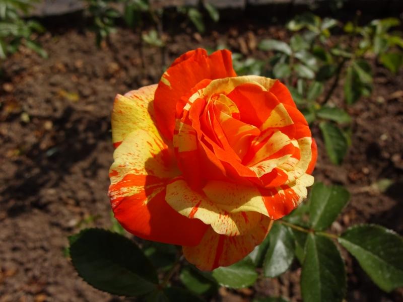 Rosa Papagena ®