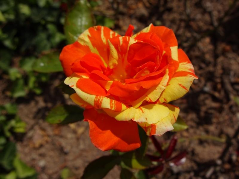 Rosa Papagena ®