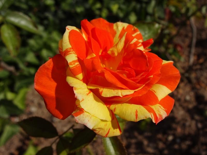 Rosa Papagena ®