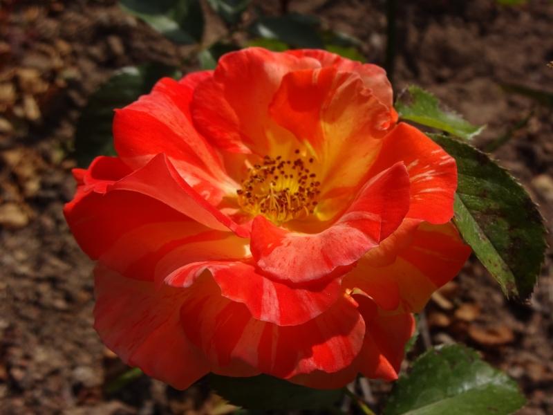 Rosa Papagena ®